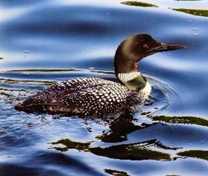 loon 